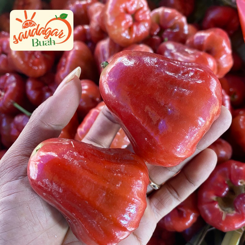 BUAH JAMBU AIR MERAH JAMBU AIR CINCALO MERAH 1KG