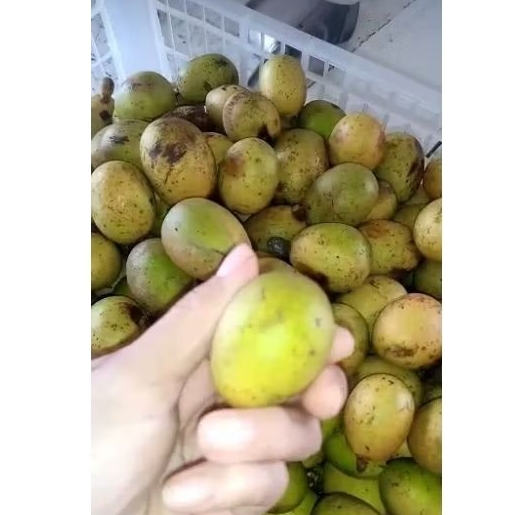 Buah Matoa Hijau Khas Papua [READY]