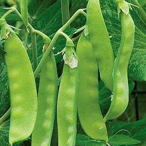 

Sayur Karo Segar Ready Sore Hari 1kg