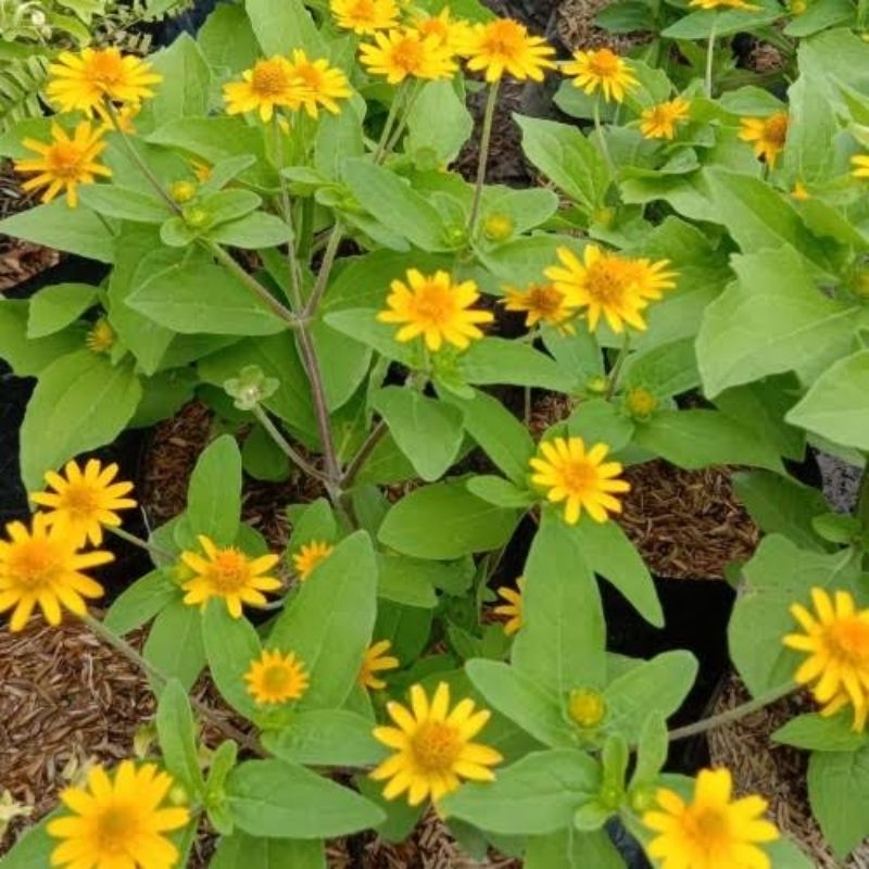 Tanaman Bunga Butter Daisy ( Melampodium) - Seribu Bintang Mini - Bunga Matahari Mini - Pohon Hidup