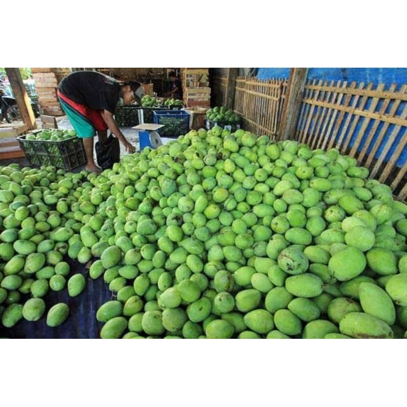 

Mangga Kopyor Suluh/tua Dikirim Mentah kemasan 5kg