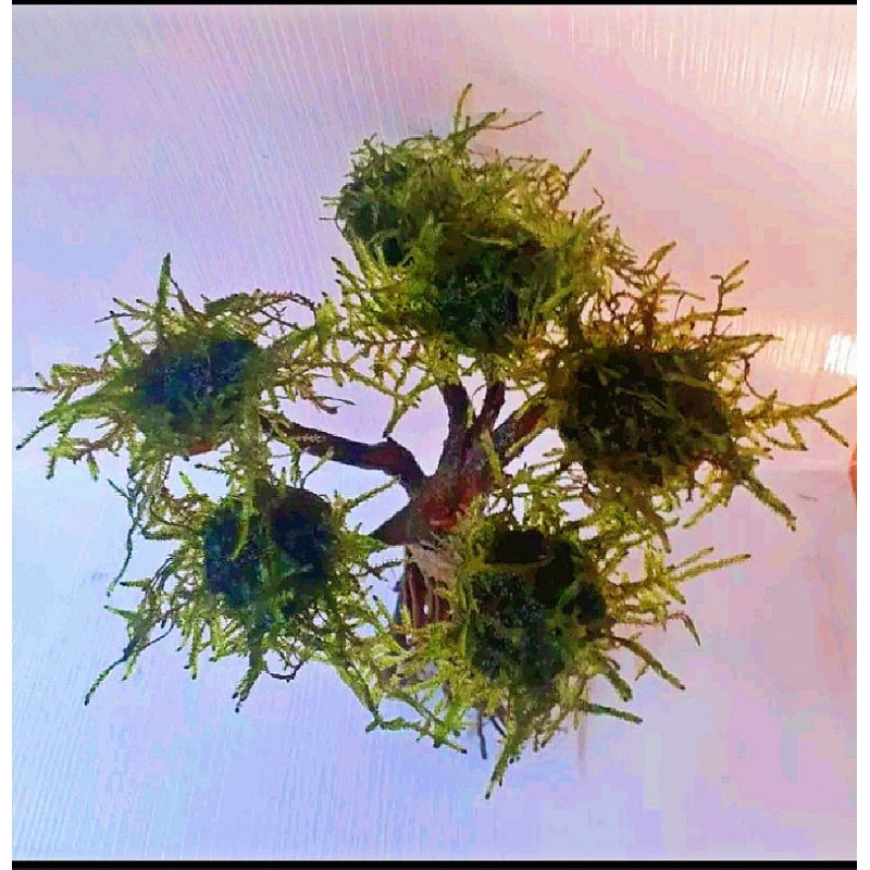 bonsai mini hiasan aquarium hiasan aquascape bonsai aquascape