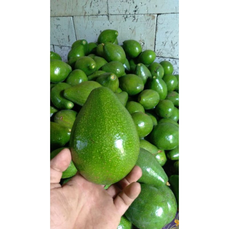 

Buah Alpukat Mentega tua mentah 1kg isi 3-4