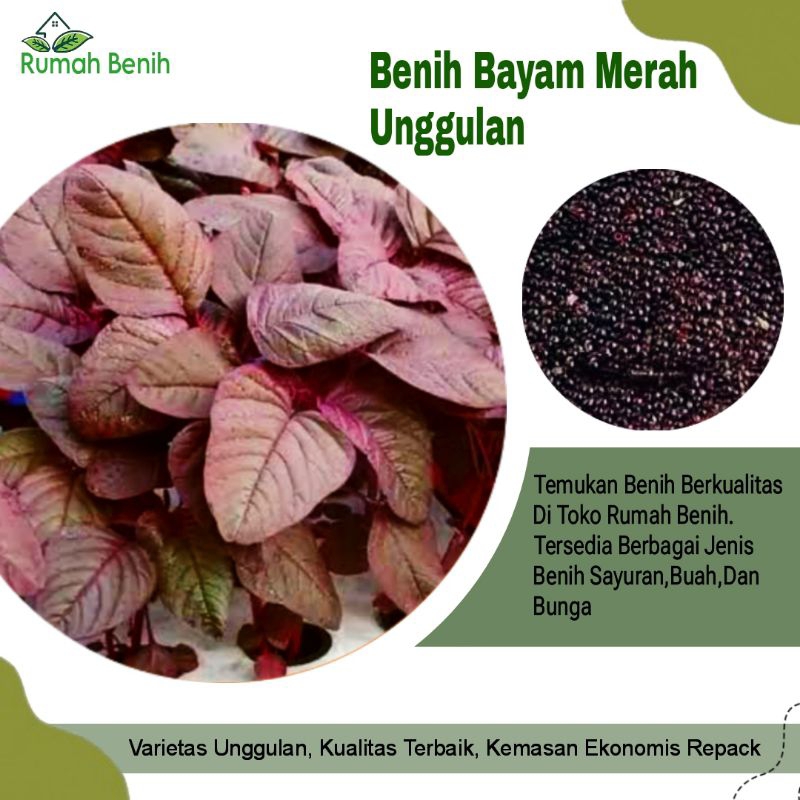Benih Bayam Merah Unggulan Super F1 / Bibit Benih Bayam Merah / Biji Bayam Merah / Benih Sayuran / B
