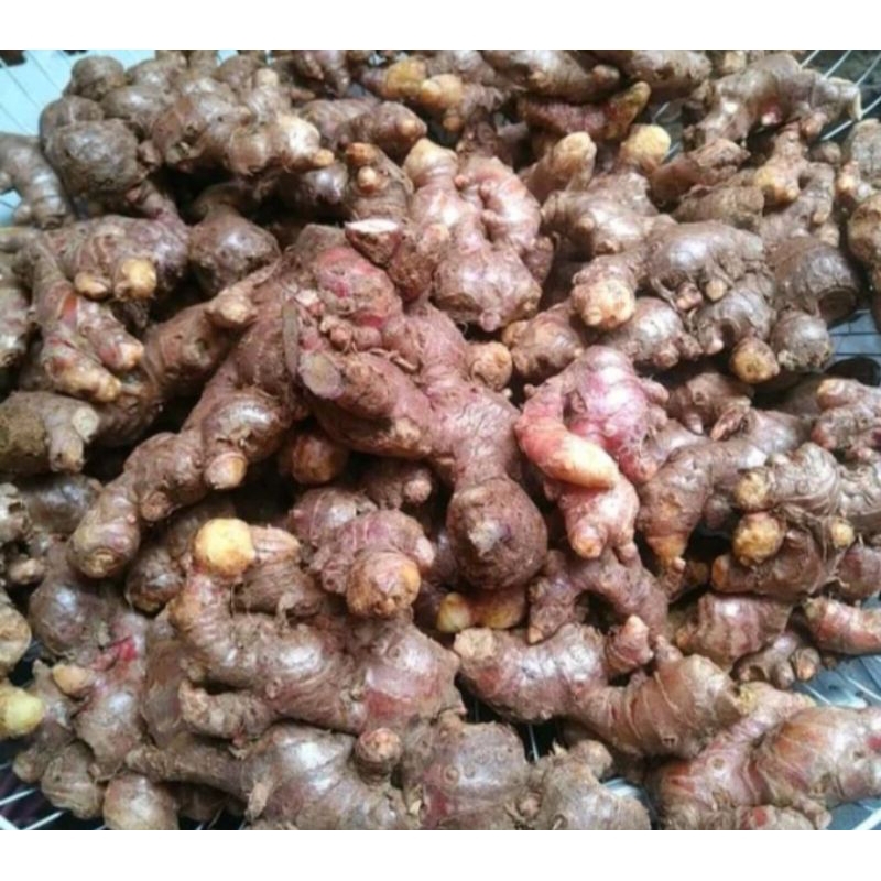 

Jahe Merah 1 kilogram segar