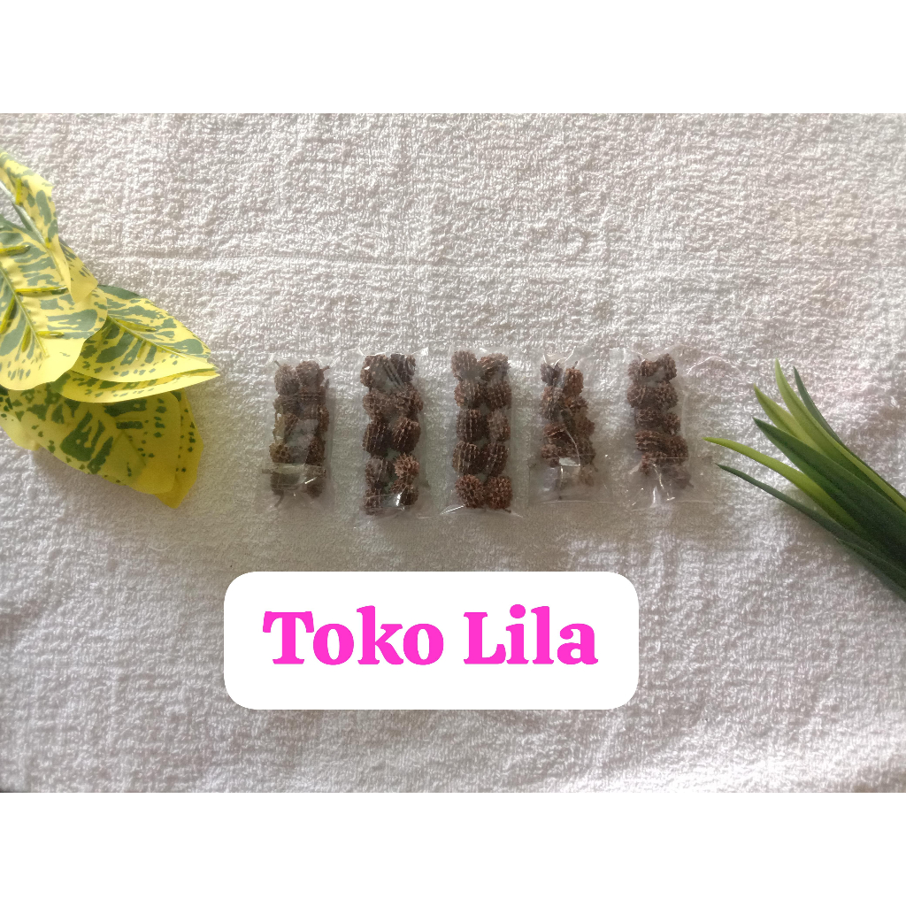 Premium Quality Produk Biji Cemara / Biji Durenan / Biji Cemara Kering / Biji Cemara Laut / Biji Pin