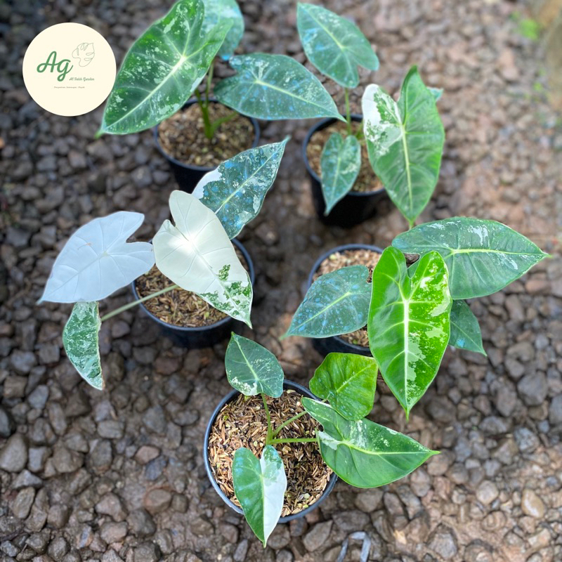 alocasia frydek varigata