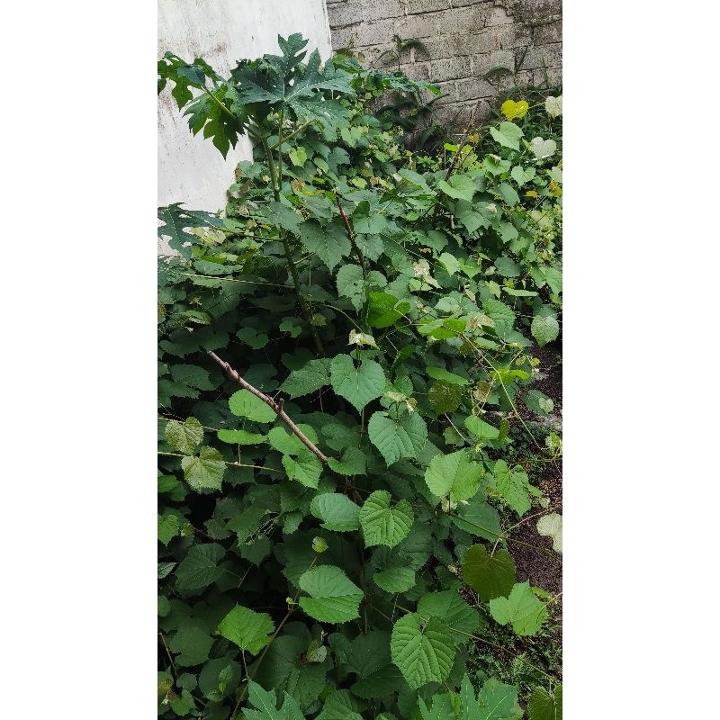 IAC 572 | ROOTSTOK IAC 572 | VALID 100 %