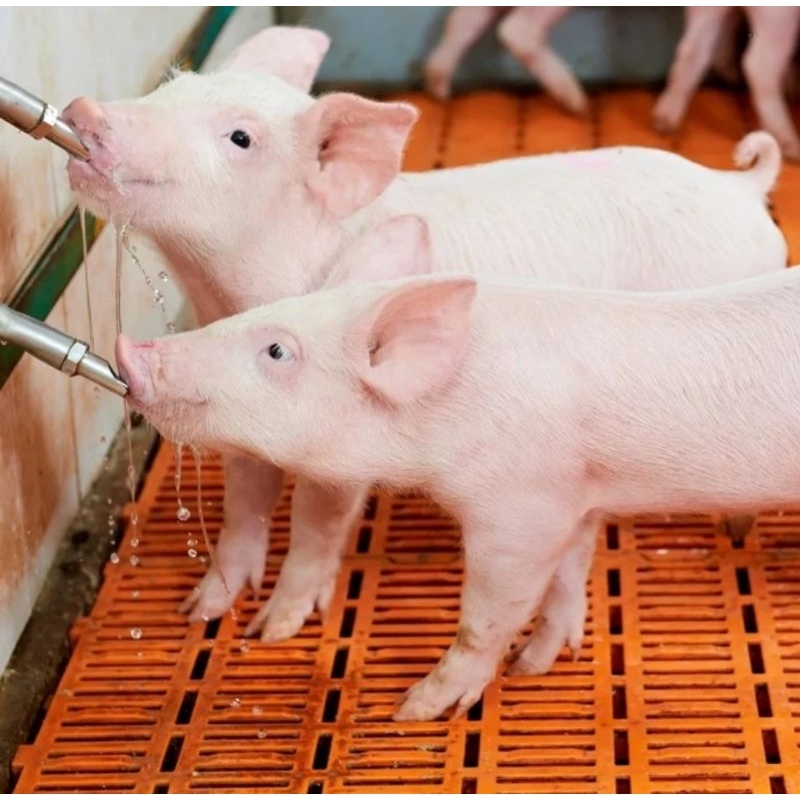 5 PCS Nipple Alat Minum Hewan Ternak Babi kambing Kran Dot Otomatis Pig Nipple Drinker Stainless Ste