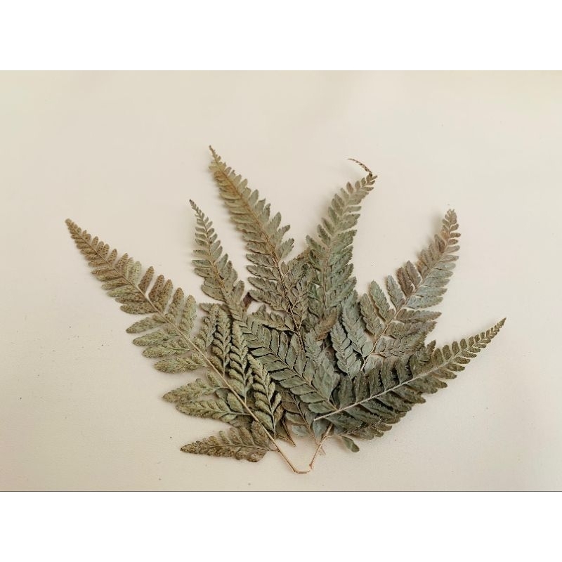 Daun pakis kering/Daun Hias