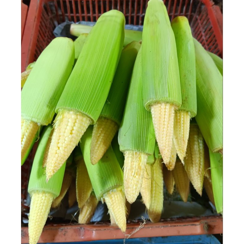 

jagung muda / putren 250gr