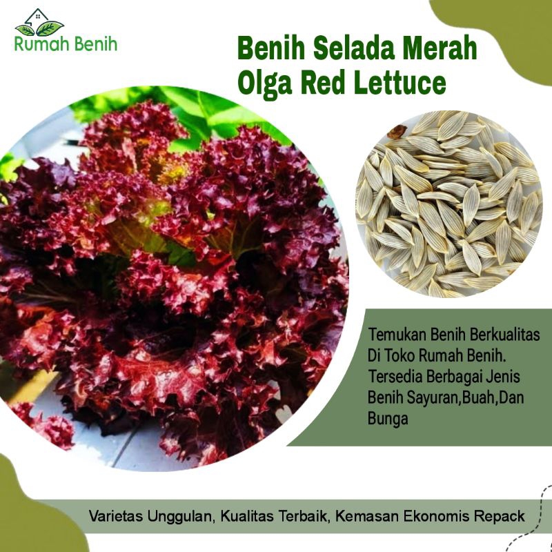Benih Selada Merah Keriting Olga Red Lettuce / Bibit Benih Selada Merah / Biji Benih Selada Merah / 
