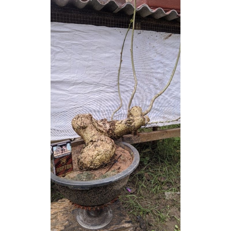 bahan bonsai waru lokal meliuk