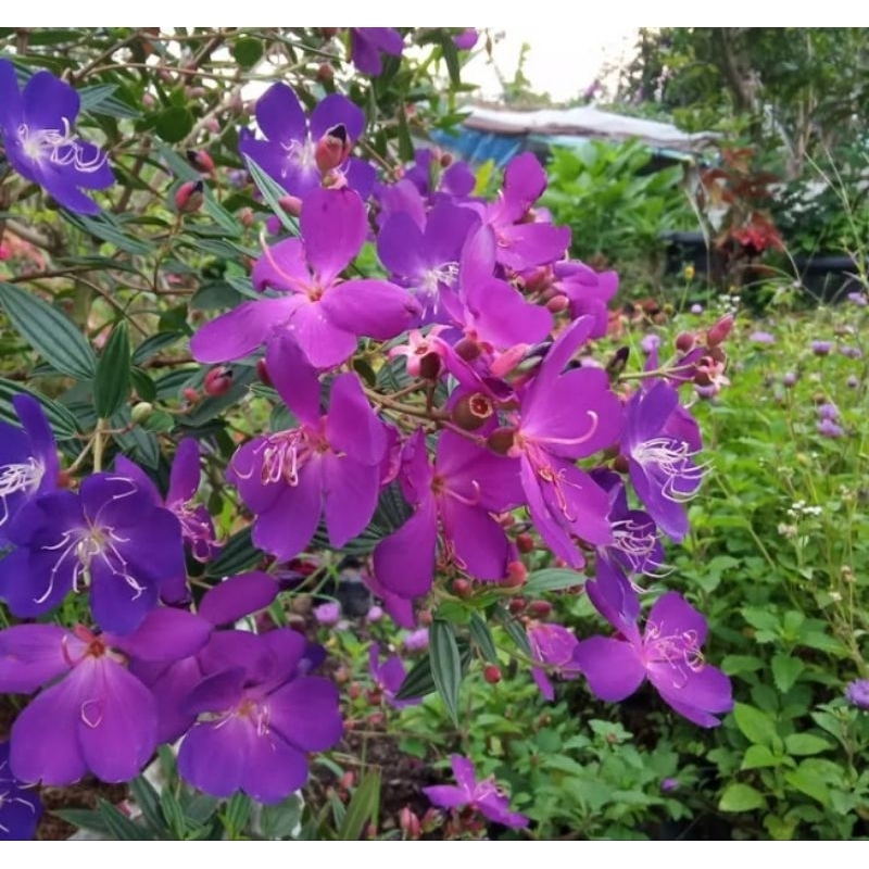 Bunga Senggani / Taibo cina ungu cuantik