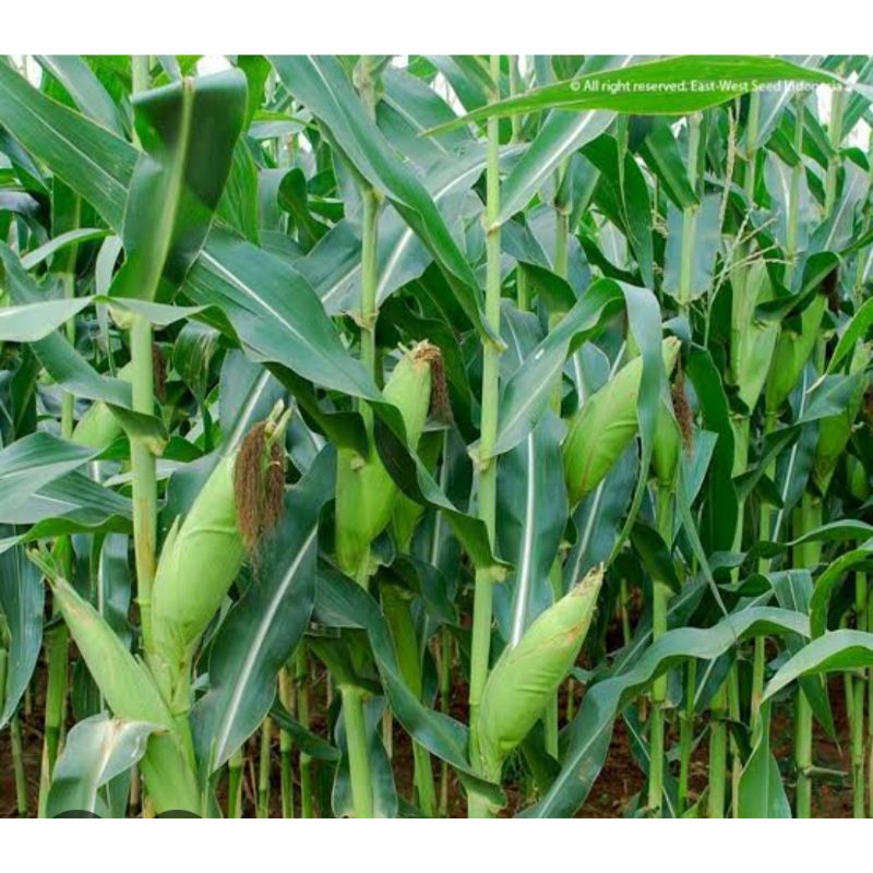 (1KG) PROMO BENIH JAGUNG PUTIH PIPIL BERKUALITAS SUPER UNGGUL