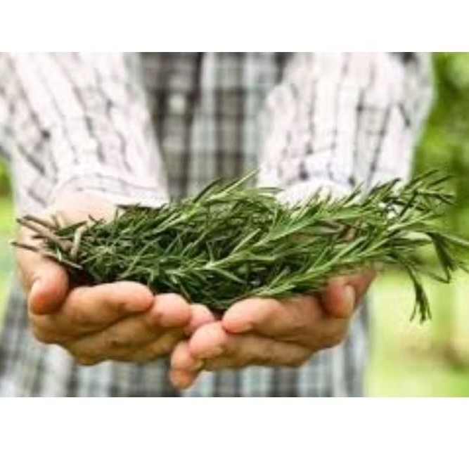 

Daun Rosemarry Segar 500gr/1kg - Fresh Ciwidey