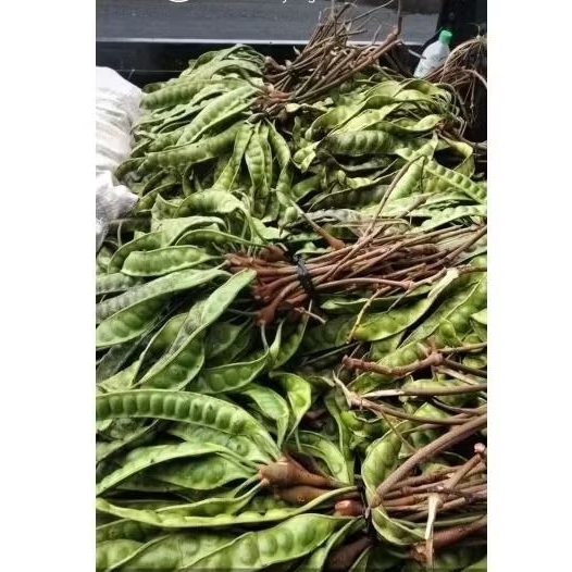 

Pete Asli situbondo..dengan isi padat dan mentol ya berat 1kg