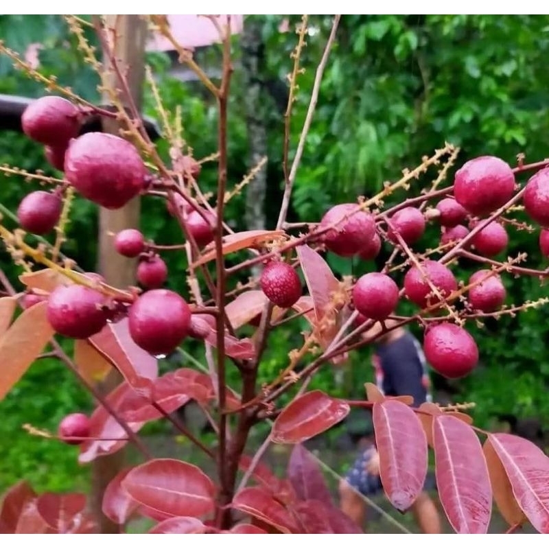 Bibit Alpukat Kelud 10 btg