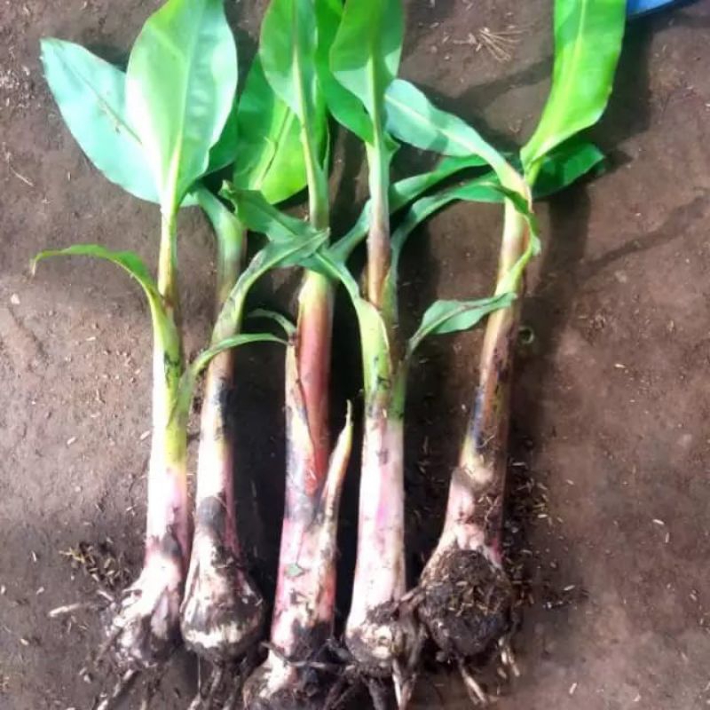 bibit pisang muli Lampung