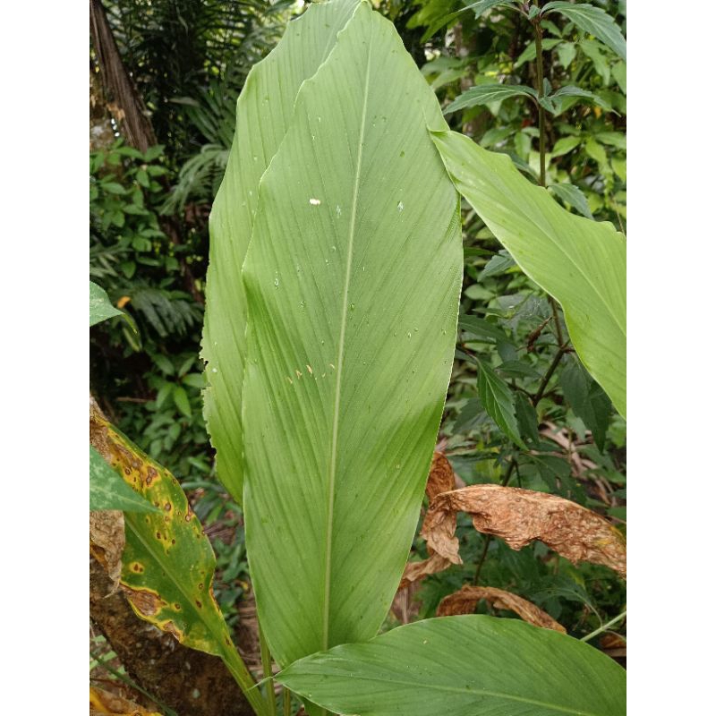 

daun kunyit/daun kunyit segar/fresh daun kunyit