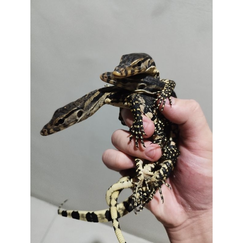 MAINAN BABY VARANUS SALVATOR LOKALITY MADURA BIAWAK AIR MURAH SEHAT KUALITAS CAKEP