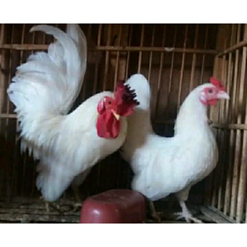 Sepasang ayam kate