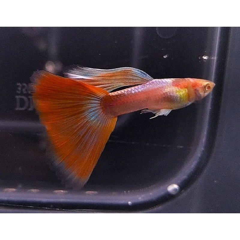 hiasan aquarium Guppy sky red