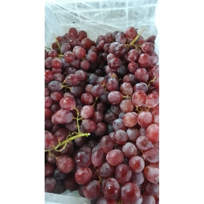 

Anggur merah red globe 500g