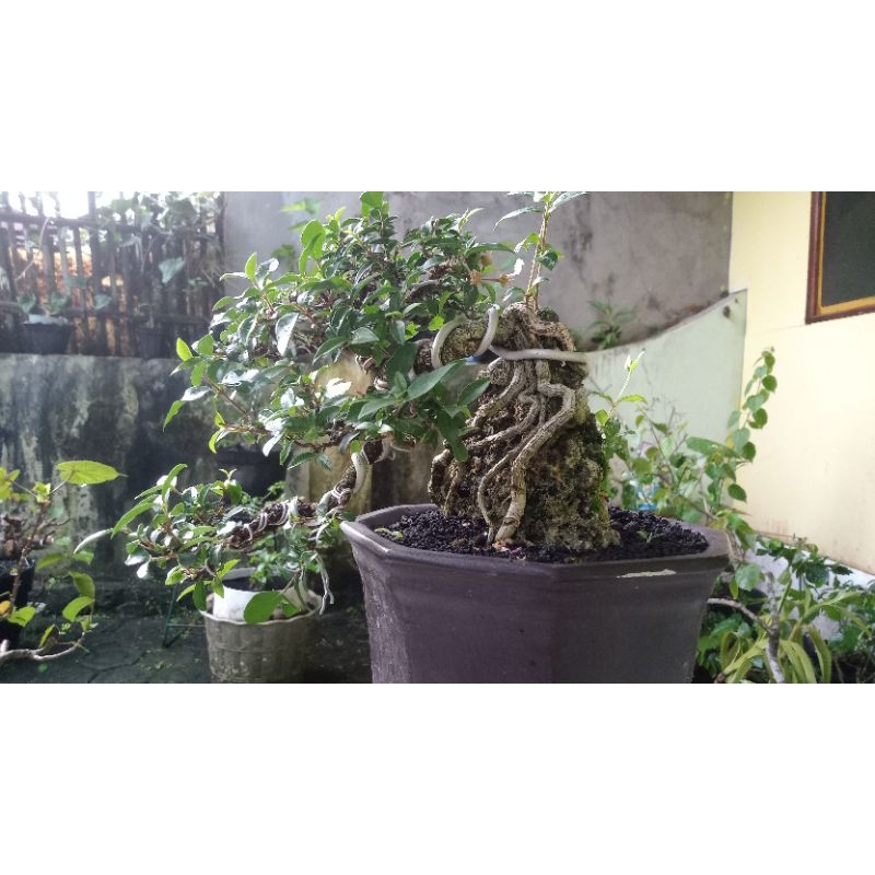 Sakura Mikro On The Rock