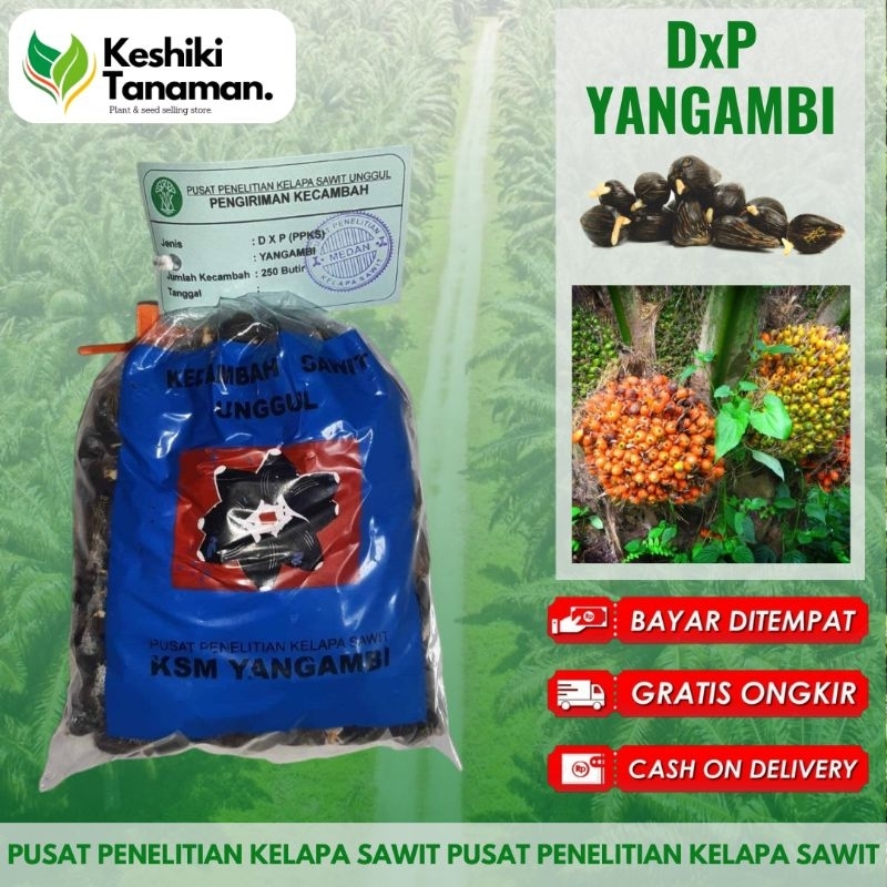 Terlaris No.1 KKS DxP PPKS Yangambi Unggul #BibitKelapaSawit