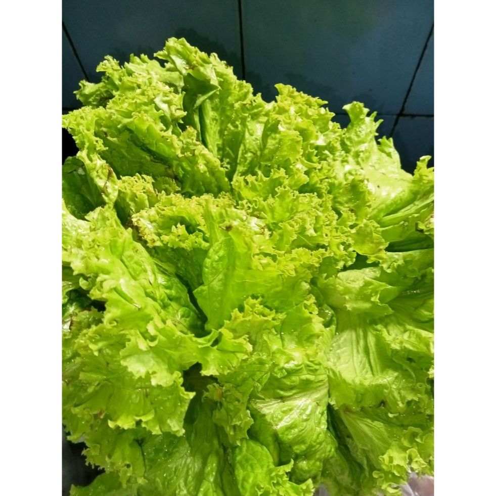 

Sayuran Segar | Selada