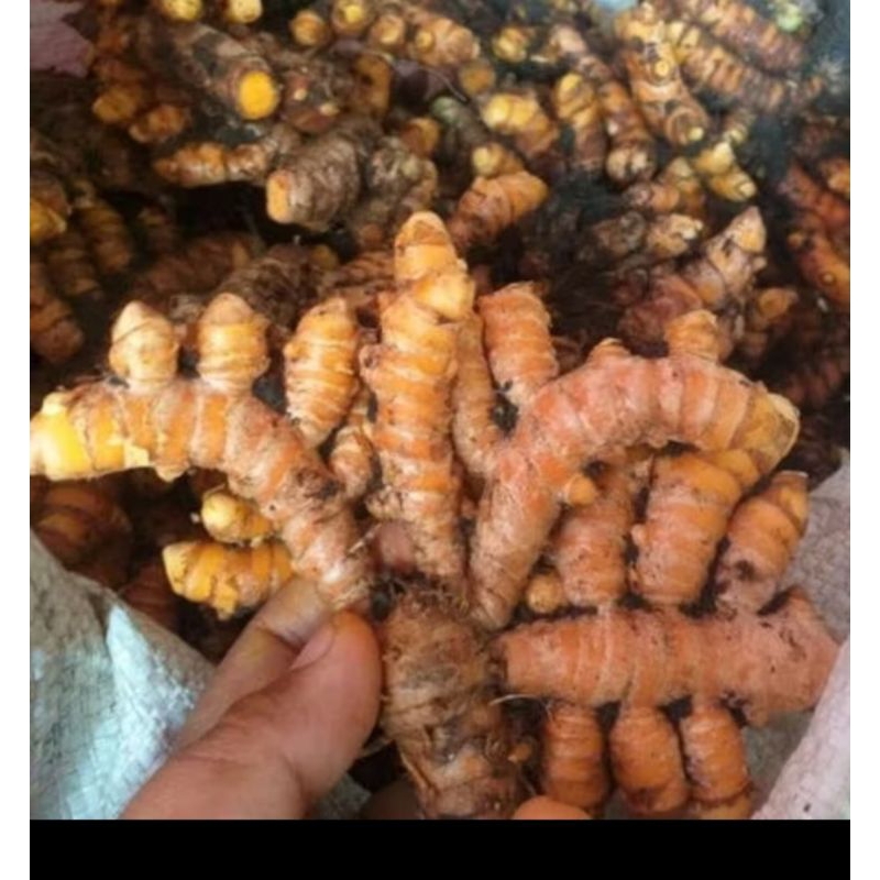 

kunyit super dan segar 500gram murah