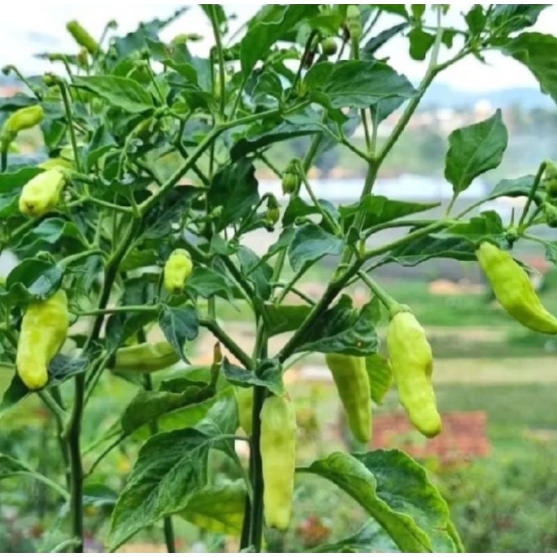 Pohon cabe rawit domba / bibit cabai rawit domba