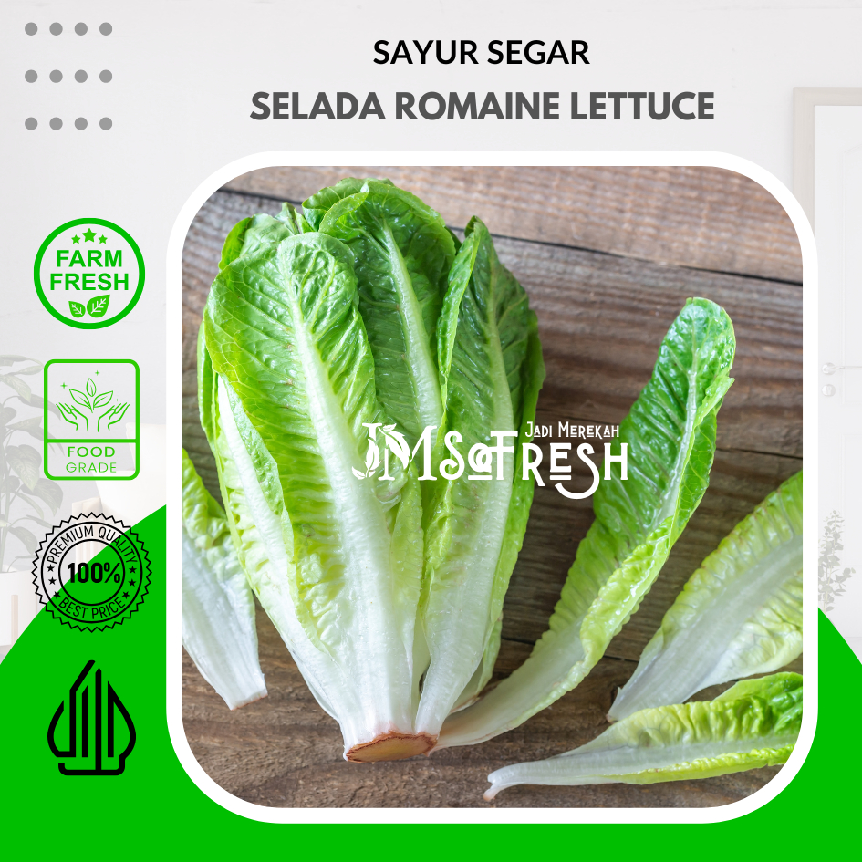 

[JM_SoFresh] Selada Romaine Lettuce Segar / Sayur Segar Romaine Lettuce