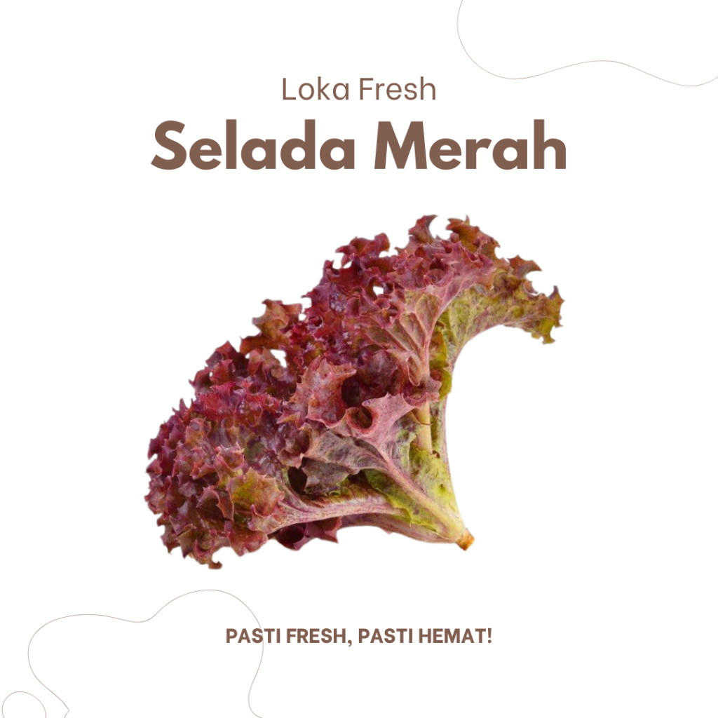 

Selada Merah / Lolorosa / Larosa / Lettuce Lolorosa / Red Rosa 250gram - Loka Fresh