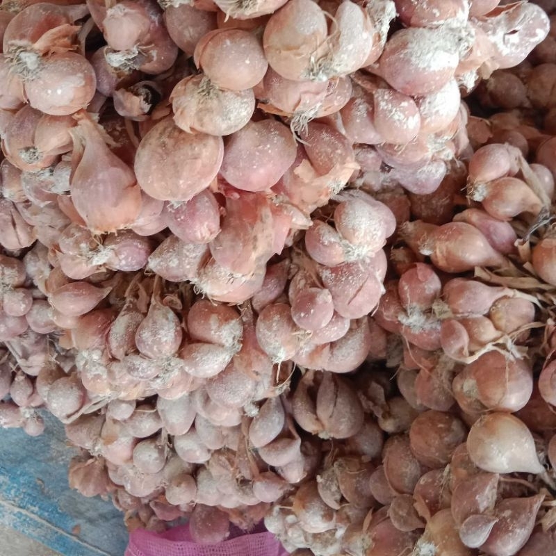 

Bibit Bawang MERAH NGANJUK 25 KG