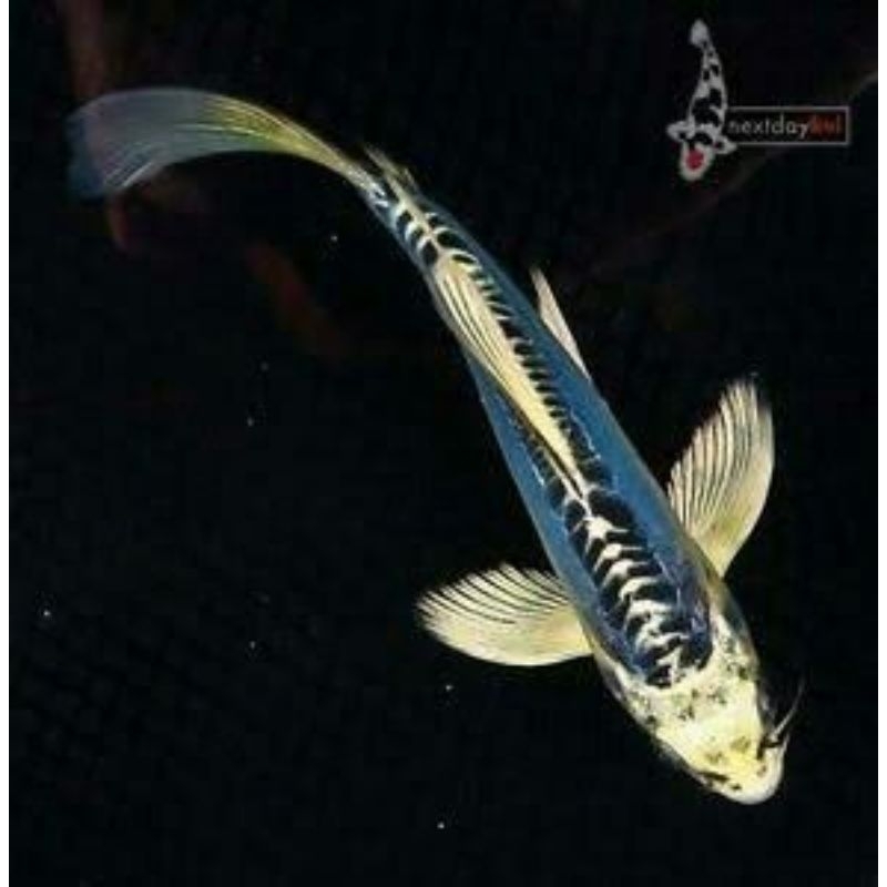 

koi metalik slayer mix full gondrong ukuran 8-9cm