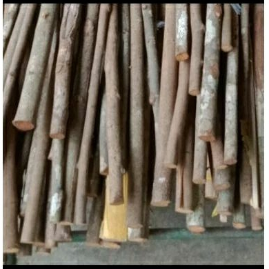 Tangkringan Kayu Asem bali super