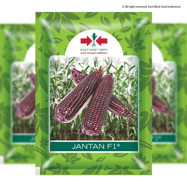 250 Gram Benih Jagung Ungu Jantan F1