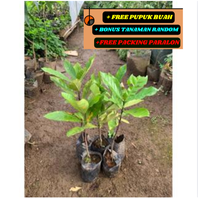 Bibit KOPI Jenis LIBERIKA Unggulan DI Jamin VALID