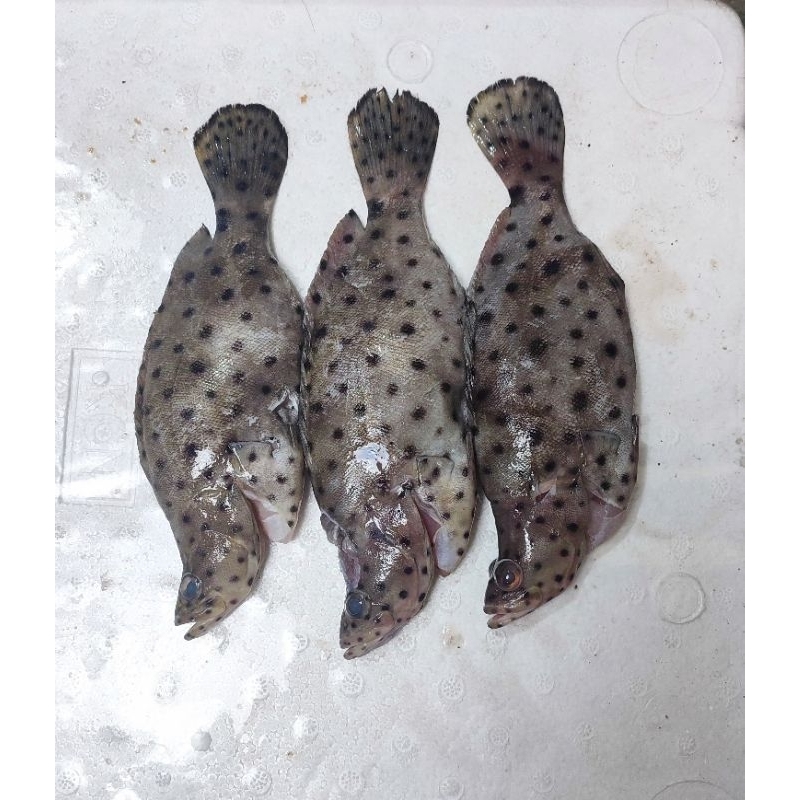 

Ikan Kerapu Bebek/ Tikus Frozen 500gr