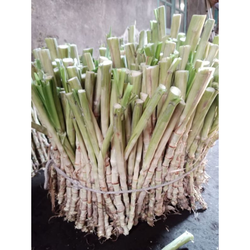 bibit odot pakan kambing 1 kg