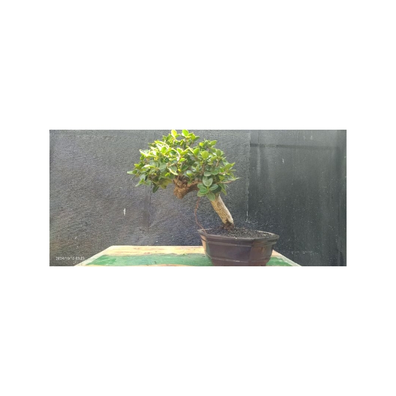 bonsai beringin dollar mikro