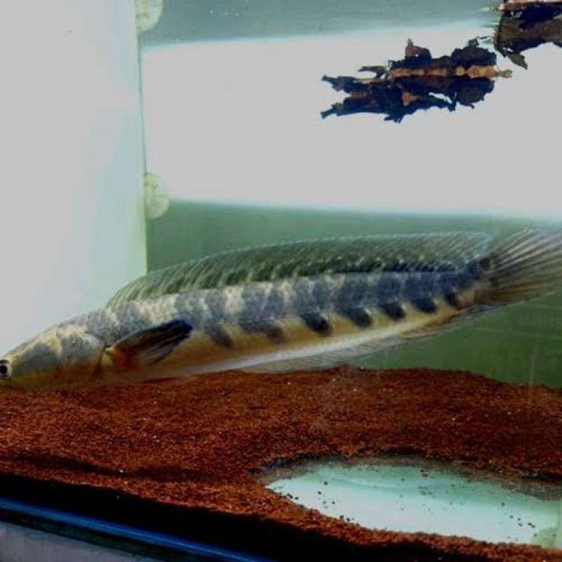 isi 3 Ys Maru 9/10cm Spek Kontes Bahan Agresif Berkualitas Bagus