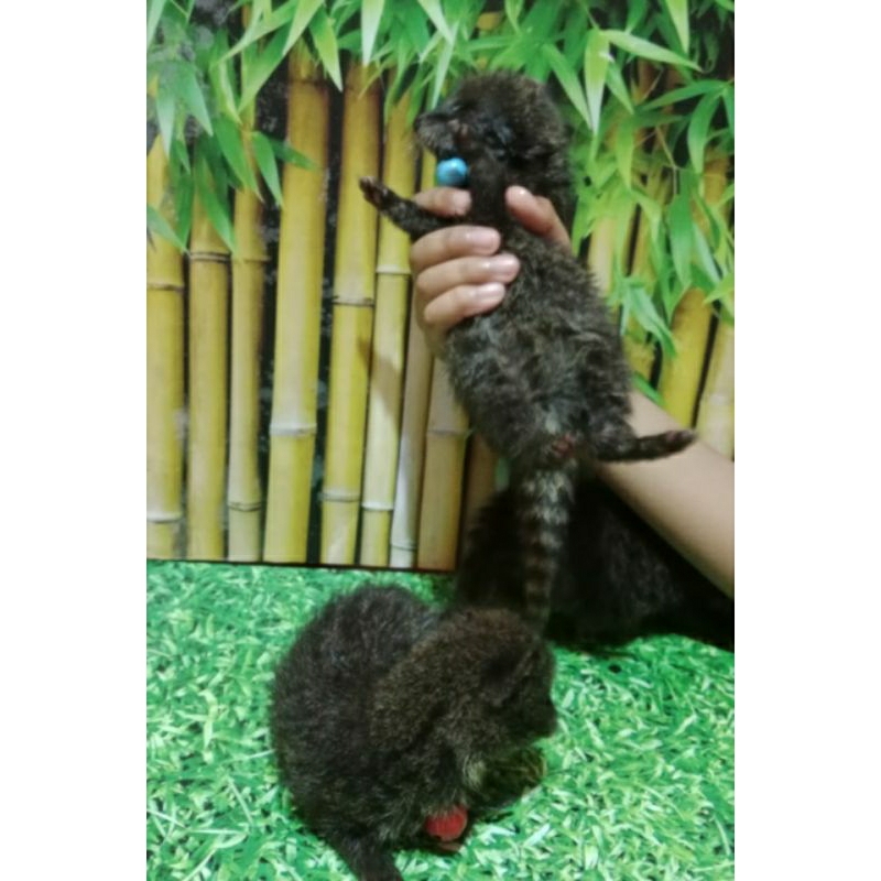 boneka musang rase anakan jinak total