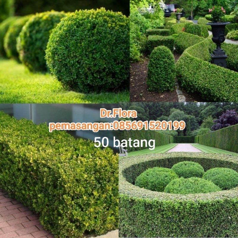 Tanaman hias teh-tehan untuk pagar rumah/tanaman  teh-tehan pagar