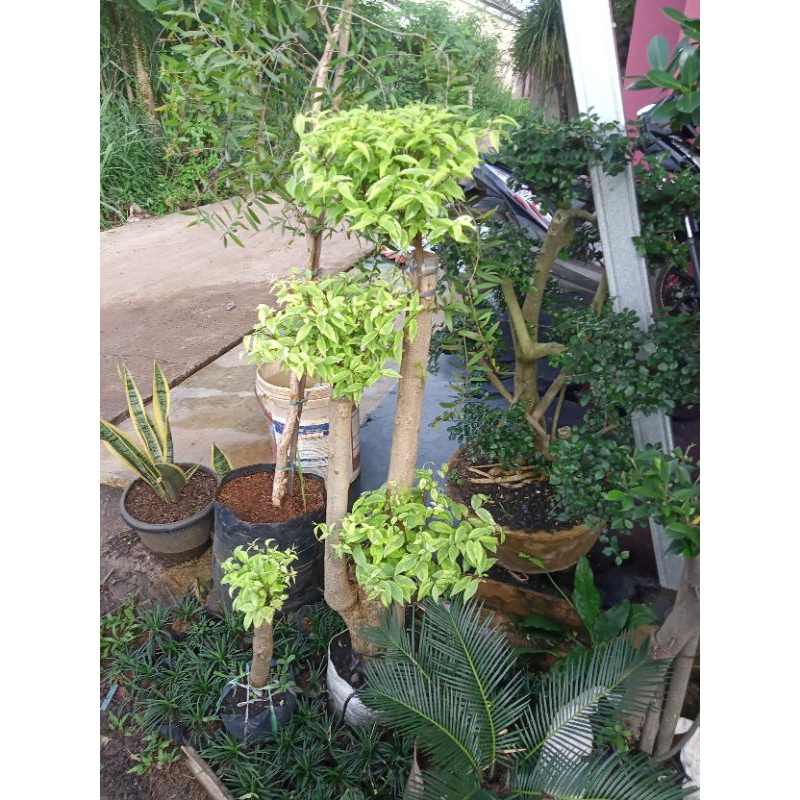 pohon anting Putri batang 3 tinggi 115cm bonsai anting Putri tanaman anting Putri bonsai taman antin