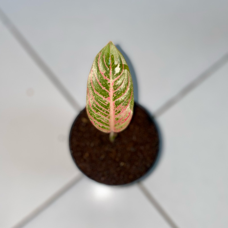 Aglaonema asri merah