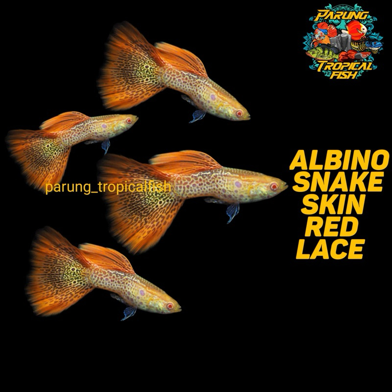PembersihLantai AlbinoSnakeSkinRedLace
