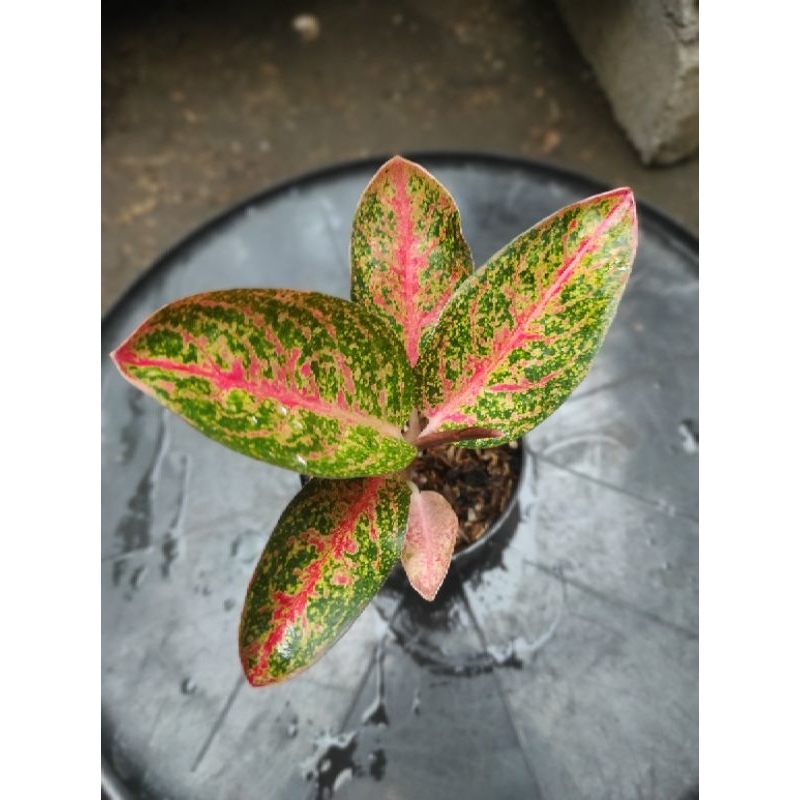 AGLAONEMA KENDEDES PELGOL